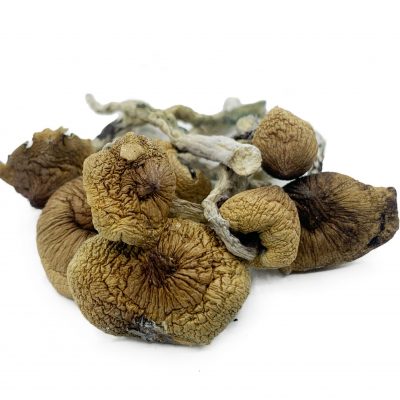 Blue Meanies - Magic Mushrooms - Wholesale-blue meanies shrooms