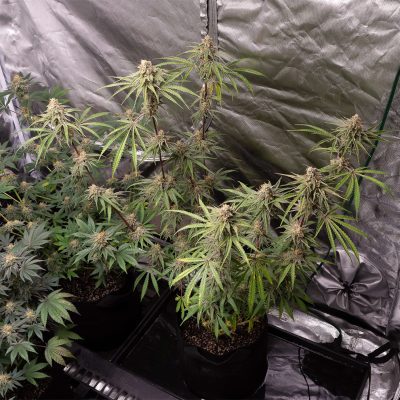 buy cannabis online