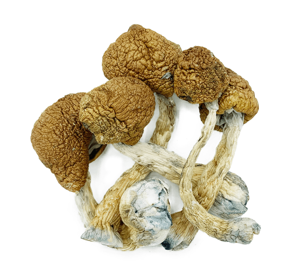 Golden Teacher Shrooms
