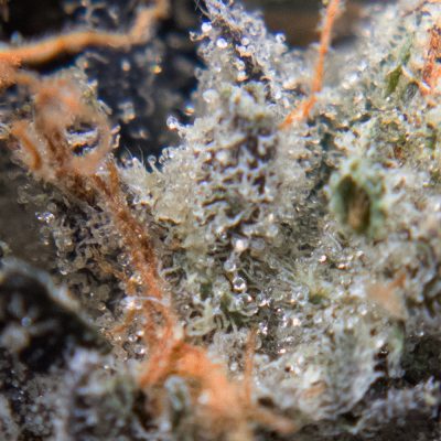 MK ultra oct macro