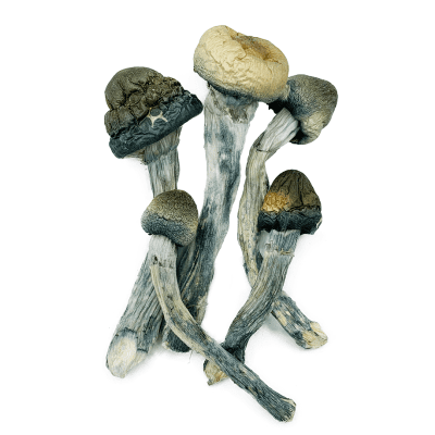 blue meanies shrooms