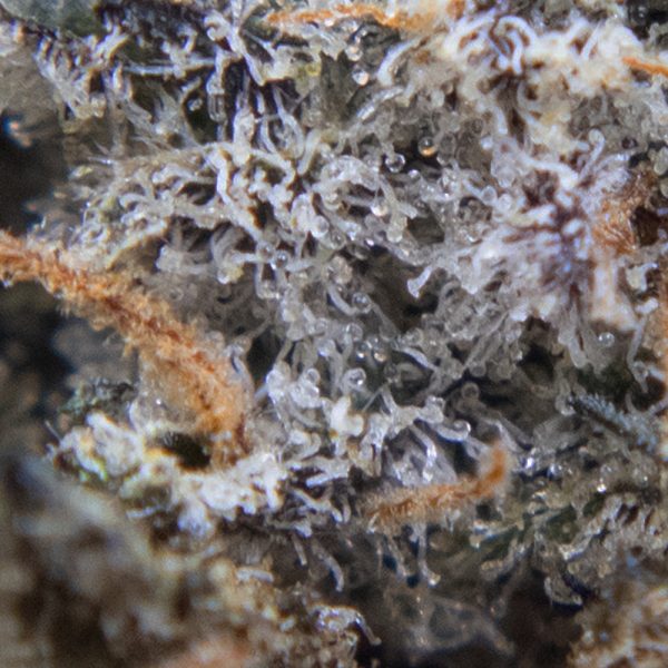 juicy fruit oct macro