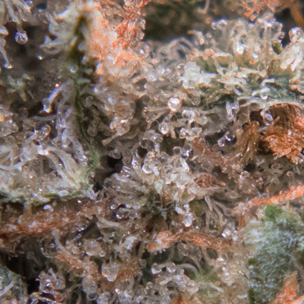 nuken oct macro