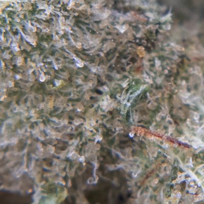 pineapple chunk oct macro