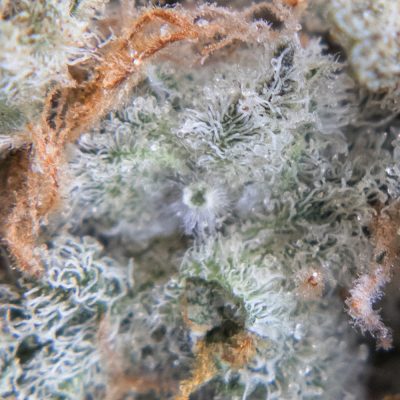 tropic truffle oct macro