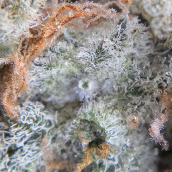 tropic truffle oct macro