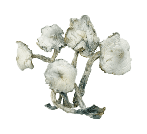 Magic Mushrooms Albino Zilla