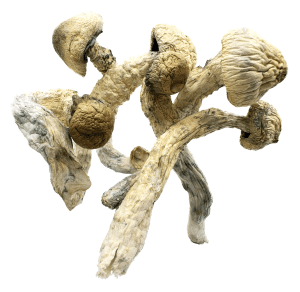 Magic Mushrooms Thrasher Grams