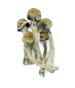 Magic Mushrooms Trinity