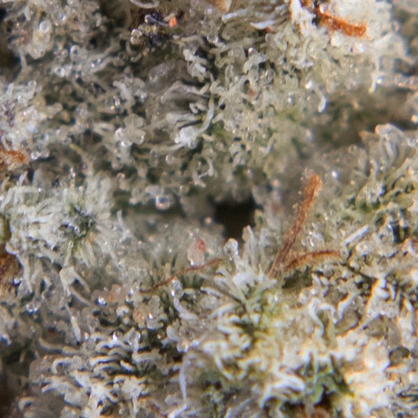 dutch treat oct macro