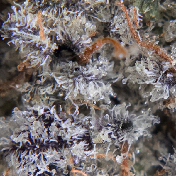 bahama mama oct macro