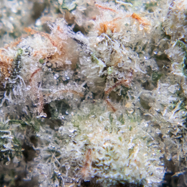 monster berry oct macro