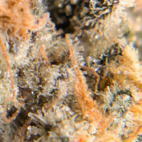 gingerbread cookies oct macro