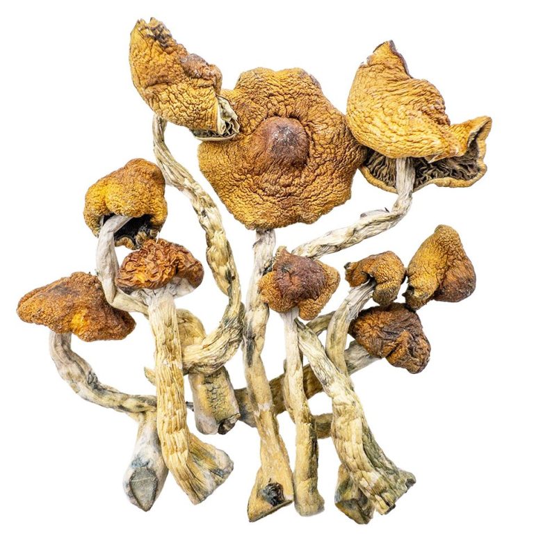 Magic Mushrooms - Cambodian Magic Online - WTF Online Dispensary ...