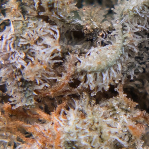 strawberry amnesia oct macro