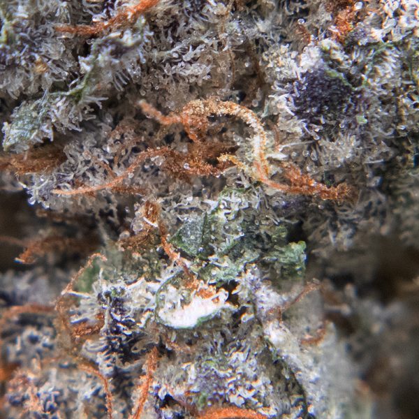 astro cookies oct macro