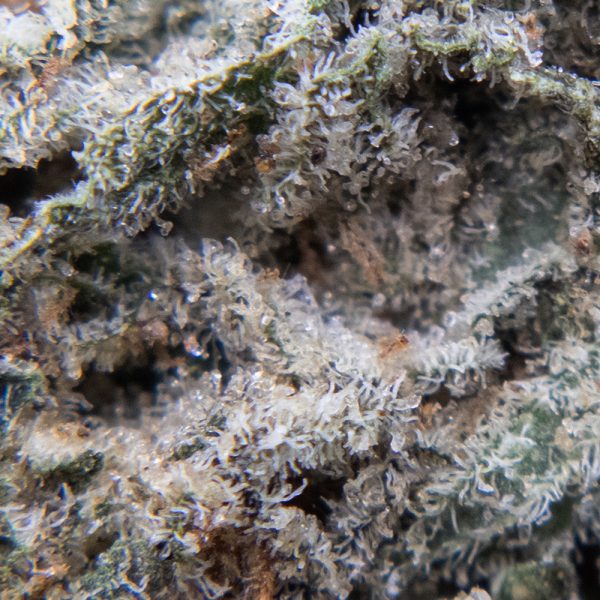 double og oct macro