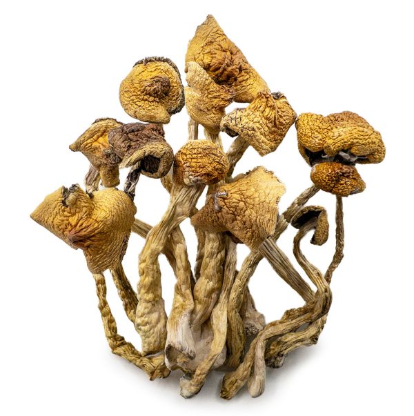 golden mammoth shrooms