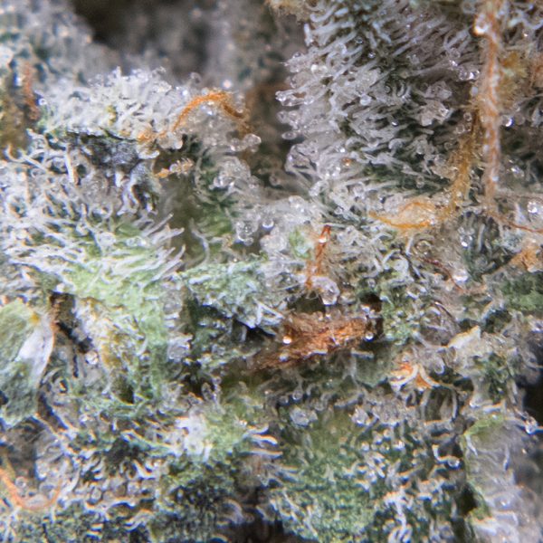 tropicana cookies oct macro