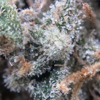 lemon haze oct macro