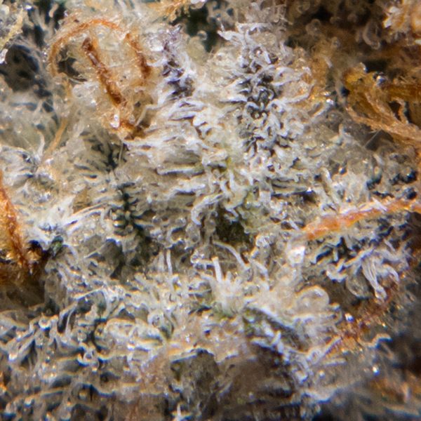 jack frost smalls oct macro