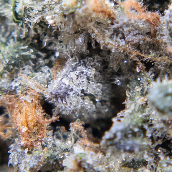 rockstar tuna oct macro