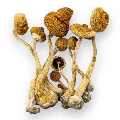 alacabenzi shrooms