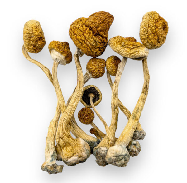 alacabenzi shrooms