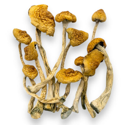 martinique shrooms