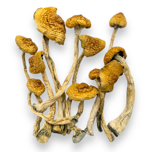 martinique shrooms