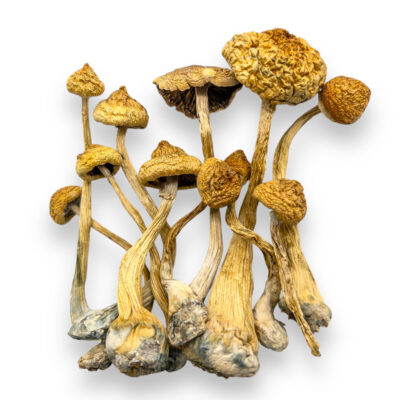 treasure coast shrooms