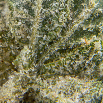 alien bubba m