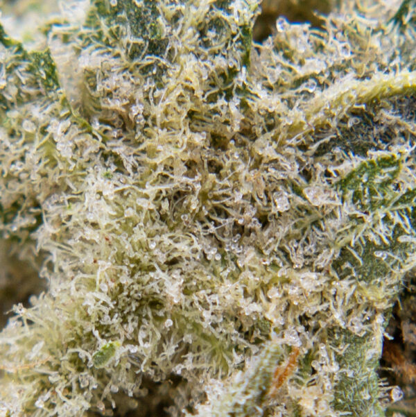 gsc m