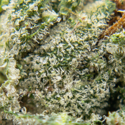 timber kush m