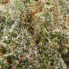 cali bubba m