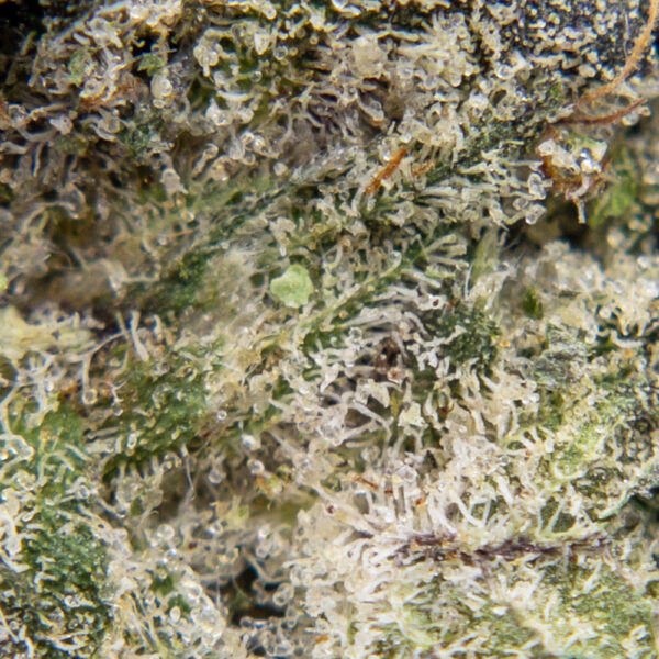 death bubba m