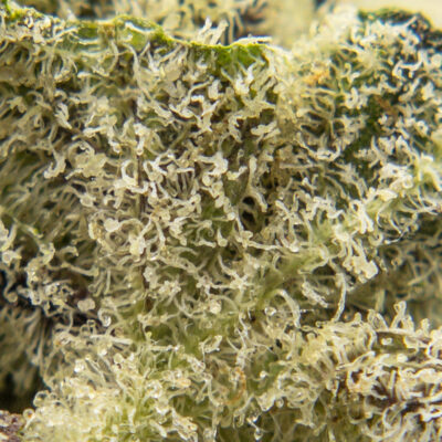 northern lightsxl m