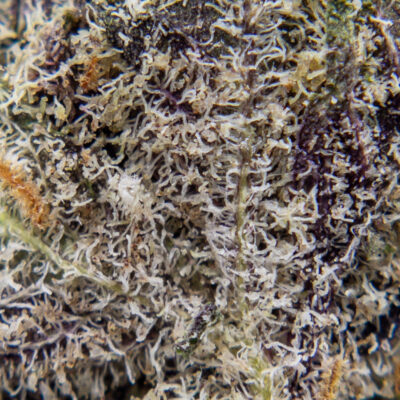 platinum kush m