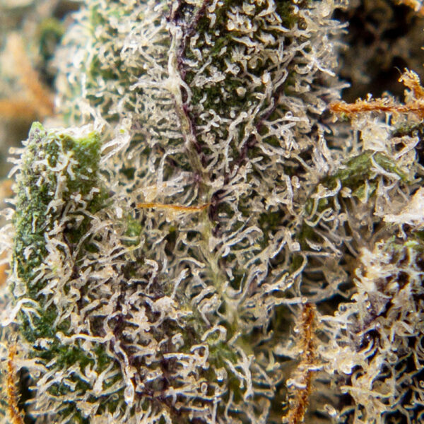 blackberry cheesecake m