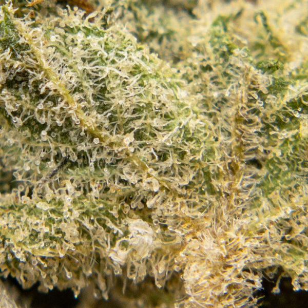 comatose og smalls m