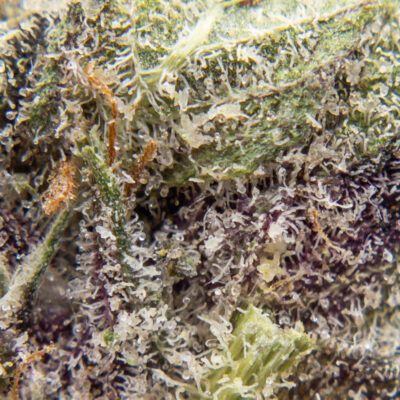 purple barney rockstar m