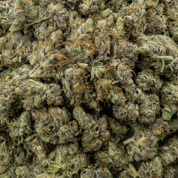 purple barney rockstar z
