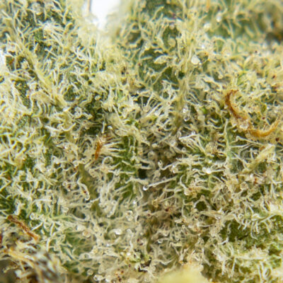 triple og m