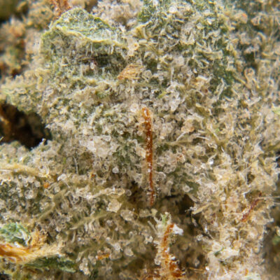 watermelon kush m