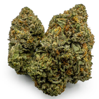 gorillas