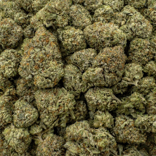 gorillas z