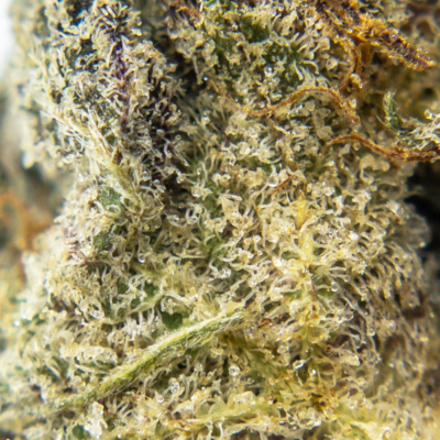 butter cookies m