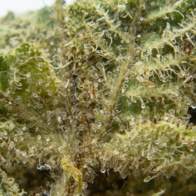 forbidden fruit m