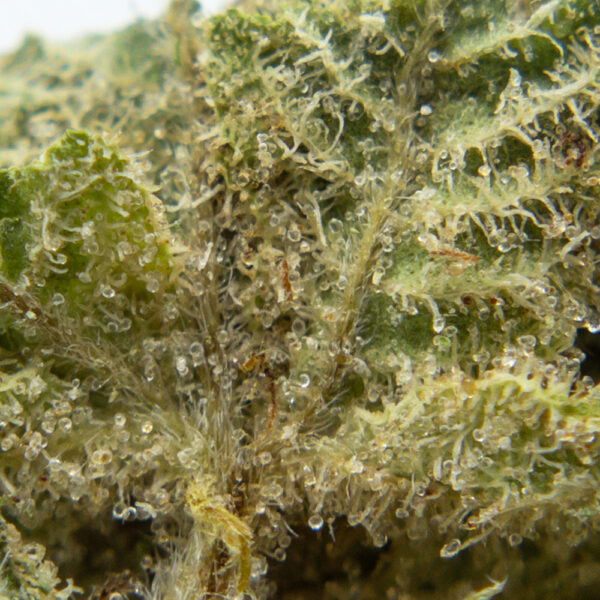 forbidden fruit m