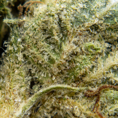 glueberry og m